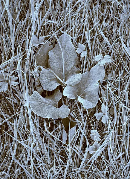 草地上的霜 — 图库照片