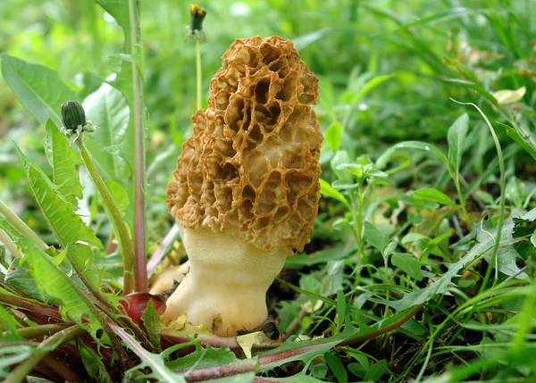 Morel grzyb — Zdjęcie stockowe