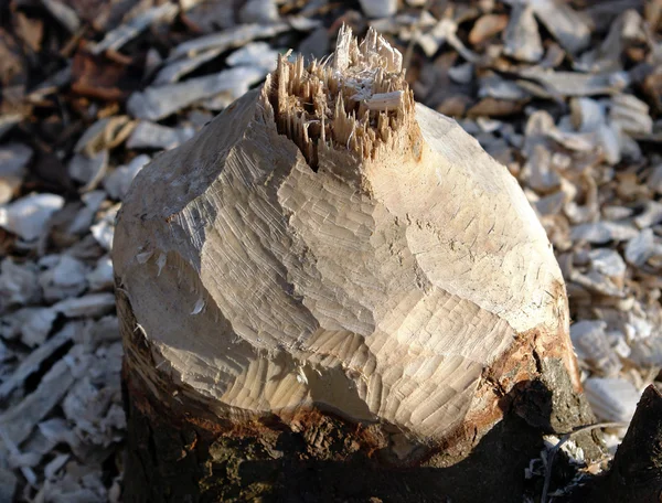 Árbol dañado castor — Foto de Stock