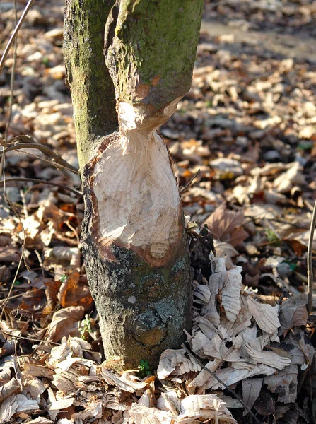 Beaver Damaged Tree — Stock Photo, Image