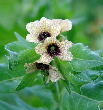 siyah henbane