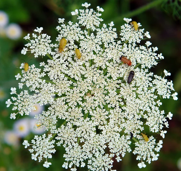 Escarabajos sobre flores — Foto de Stock