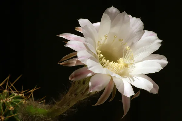 Cactus flower — Stock Photo, Image