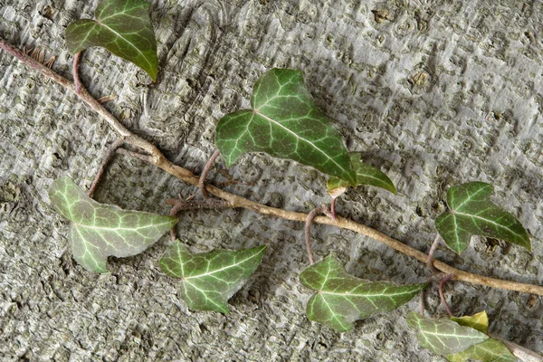 Common Ivy Hedera helix — Stock Photo, Image