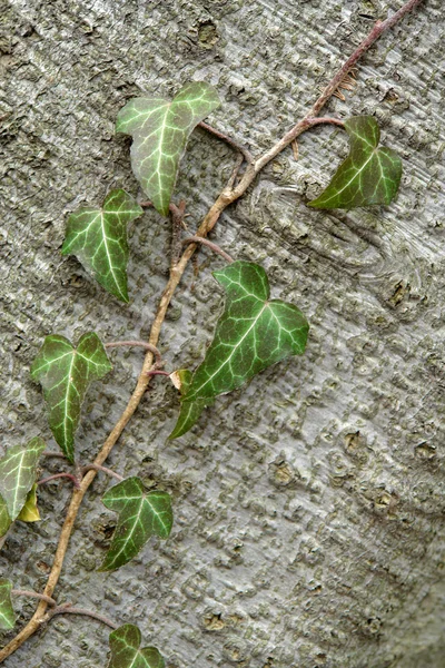 Κοινή κισσός hedera helix — Φωτογραφία Αρχείου