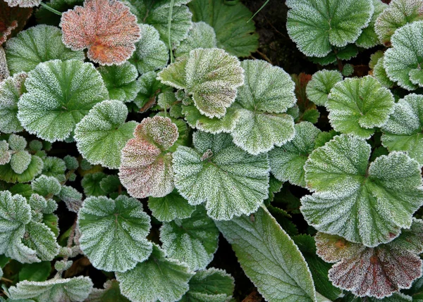 Frost Hojas cubiertas Textura — Foto de Stock