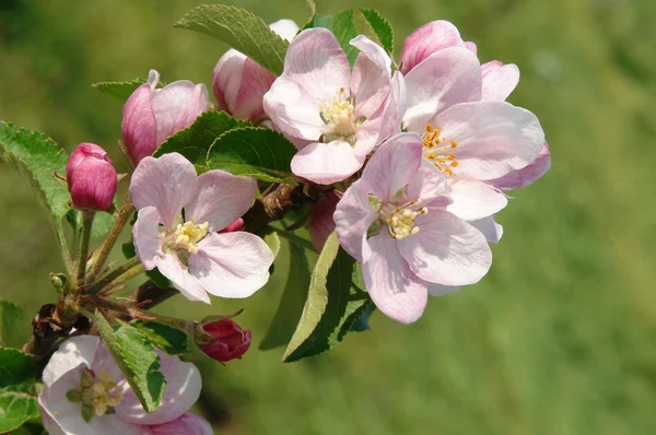 Красивые яблочные цветы — стоковое фото
