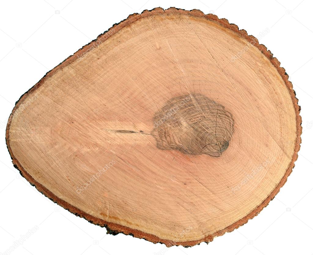 Round cut of Ash tree