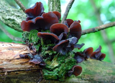 auricularia auricula mantar