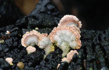 kömürleşmiş odun mantar