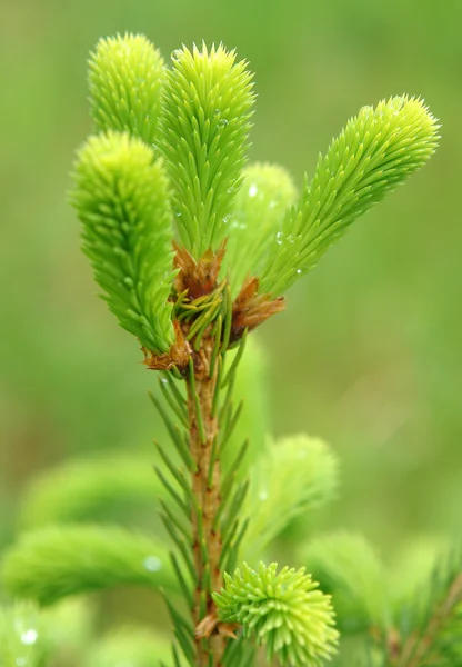 Brotes jóvenes de abeto — Foto de Stock