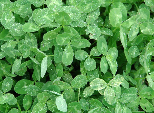 Feuilles de trèfle avec gouttes de pluie — Photo