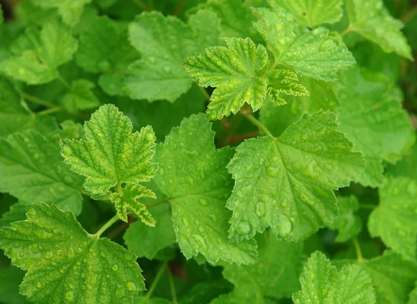 Feuilles de groseille aux gouttes de pluie — Photo