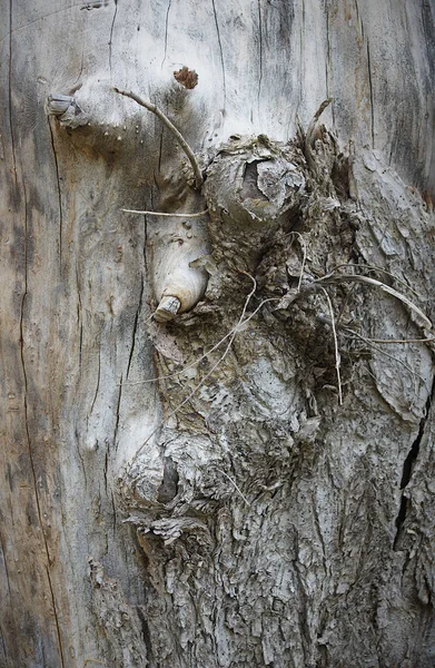 Παρυφές Στον Κορμό Του Δέντρου Κάνουν Μοιάζει Μυθολογικό Τέρας — Φωτογραφία Αρχείου