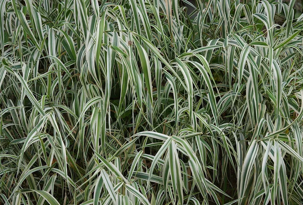 自然の背景としてHolcus Mollis Albovariegatusの草の葉 — ストック写真
