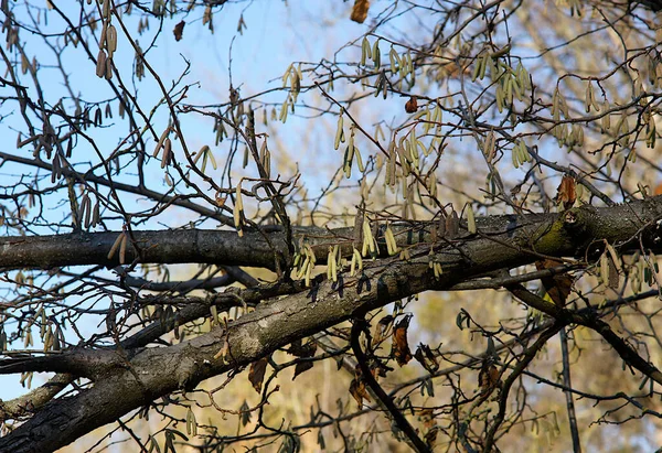 Genel ela (Corylus avellana), sonbaharın sonlarında çiçek açmayan erkek catkins dalıdır