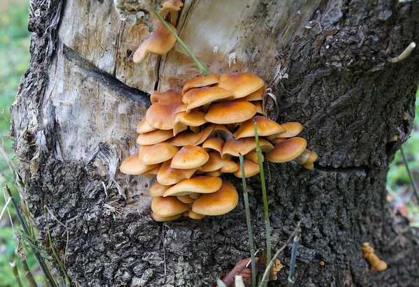 Schöne Ungenießbare Pilze Auf Einem Morschen Baumstumpf Herbst — Stockfoto