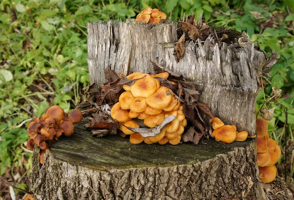 Schöne Ungenießbare Pilze Auf Einem Morschen Baumstumpf Herbst — Stockfoto