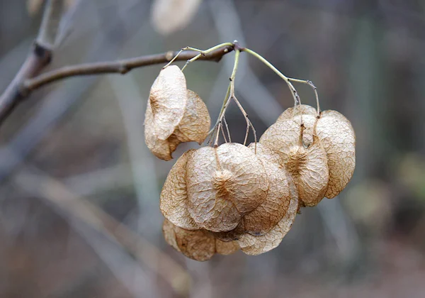 Сухие Плоды Ptelea Trifoliata Широко Известный Вонючий Пепел Пепел Вафли — стоковое фото