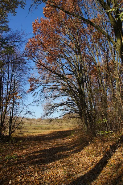 秋天的风景 路径覆盖着干枯的橡树叶和尖锐的节奏的阴影 — 图库照片