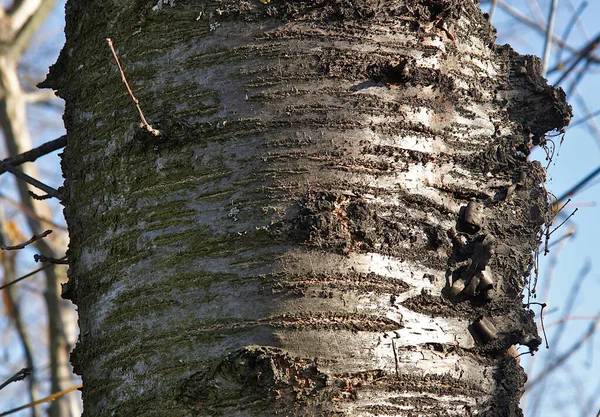 Eski Bir Kiraz Kabuğunun Dokusu Prunus Avium — Stok fotoğraf