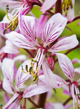 Yanan çalılar veya gaz fabrikası (Dictamnus)