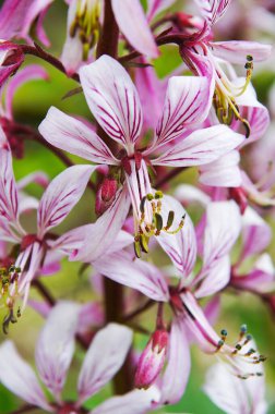 Yanan çalılar veya gaz fabrikası (Dictamnus)
