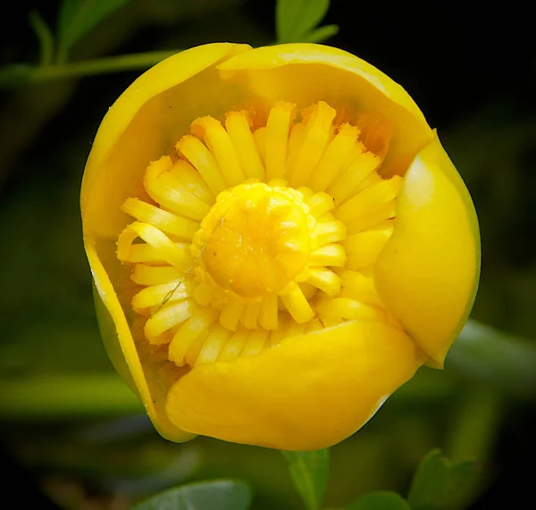 Flor Amarela Nuphar Lutea Lírio Água Garrafa Conhaque Lírio Vaca — Fotografia de Stock