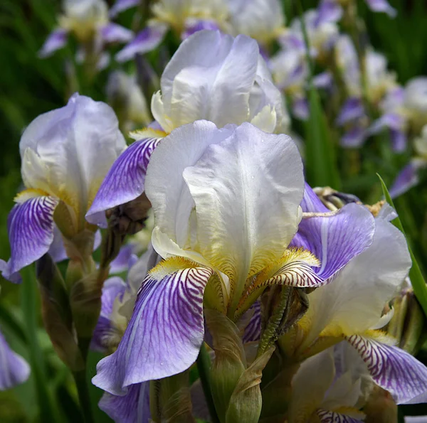 Zarte Schöne Irisblüten Frühlingsgarten — Stockfoto