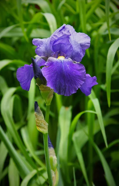 Zarte Schöne Irisblüten Frühlingsgarten — Stockfoto
