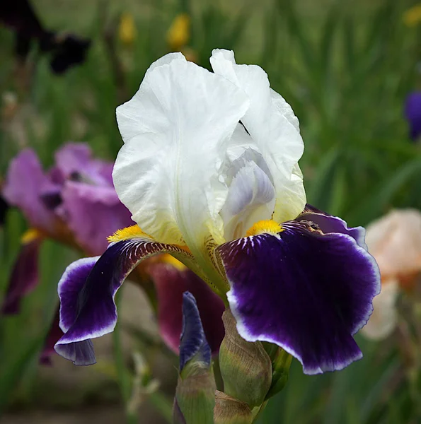 Zarte Schöne Irisblüten Frühlingsgarten — Stockfoto