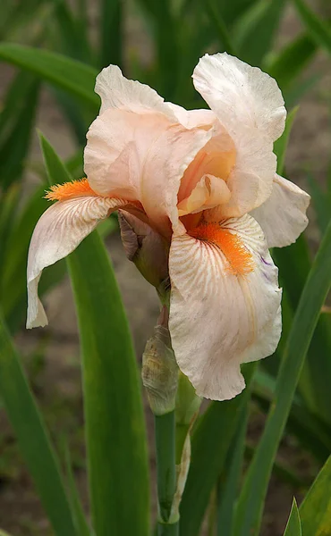 Delicadas Hermosas Flores Iris Jardín Primavera — Foto de Stock