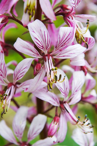 Yanan çalılar veya gaz fabrikası (Dictamnus)