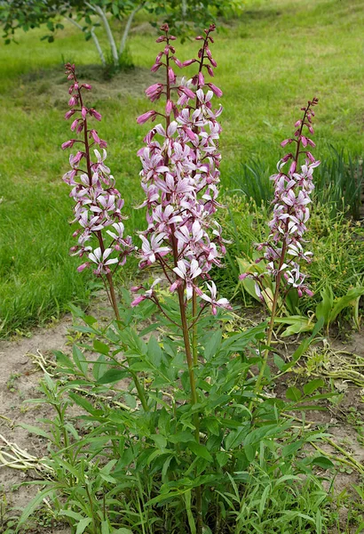 Yanan çalılar veya gaz fabrikası (Dictamnus)