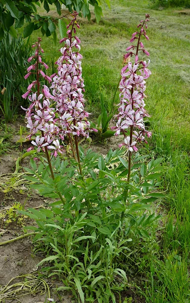 Yanan çalılar veya gaz fabrikası (Dictamnus)