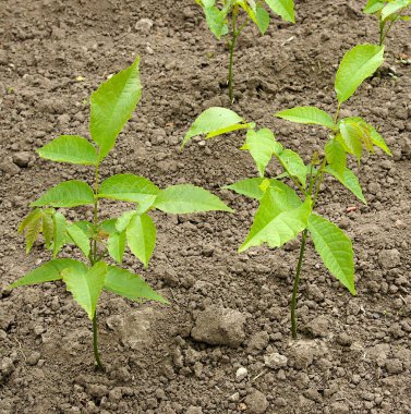 Bahçede yıllık ceviz fideleri 