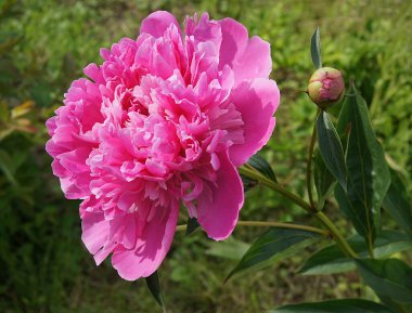 Bahçedeki güzel peeonia lactiflora çiçeği