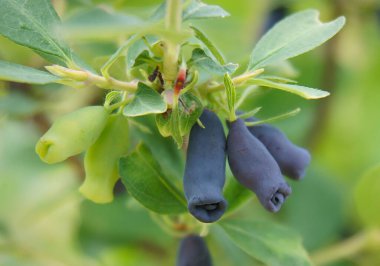 Haziran 'da olgunlaşmış mavi hanımeli (Lonicera edulis) meyveleri