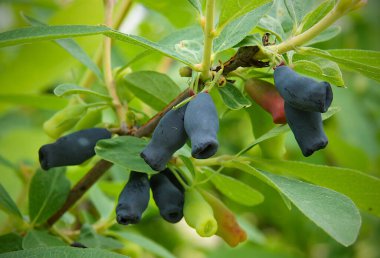 Haziran 'da olgunlaşmış mavi hanımeli (Lonicera edulis) meyveleri