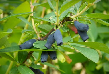 Haziran 'da olgunlaşmış mavi hanımeli (Lonicera edulis) meyveleri