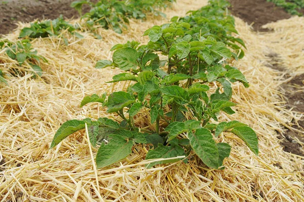 Reihenweise Kartoffeln Und Strohmulch Auf Einem Feld Des Biobauernhofs Bild — Stockfoto