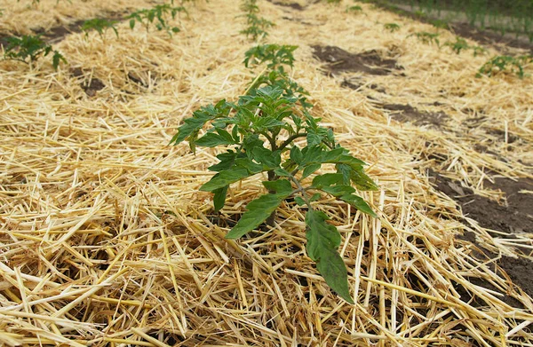 Reihen Von Tomatensetzlingen Und Strohmulch Auf Einem Feld Des Biobauernhofs — Stockfoto