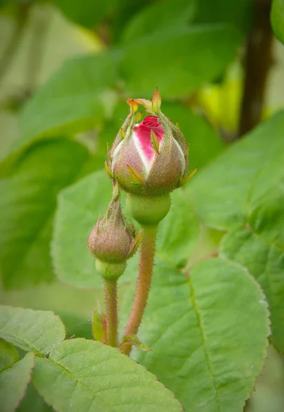 Hermosos Brotes Rosa Damasco Fresco Primavera — Foto de Stock