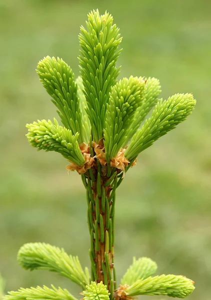 春にトウヒの若い緑の芽 — ストック写真