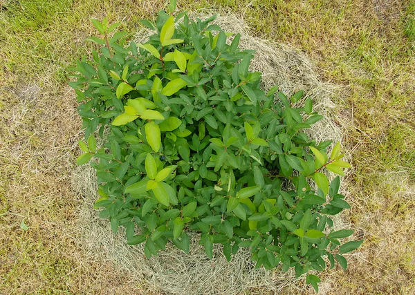 Young Bush Honeysuckle Lonicera Hay Mulch Early Spring Image Local — Stock Photo, Image