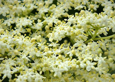 Beyaz siyah mürver (Sambucus nigra) çiçek açan çalı üzerinde büyüyen önümüzdeki çiçekler