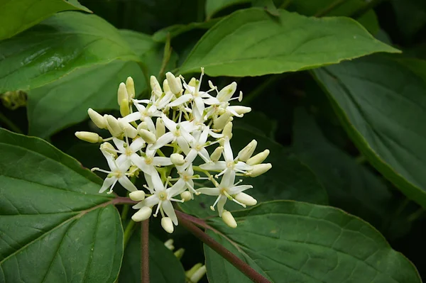 Kwiatostany Kwiatami Liśćmi Cornus Sericea Syn Stolonifera Swida Sericea Wiosnę — Zdjęcie stockowe