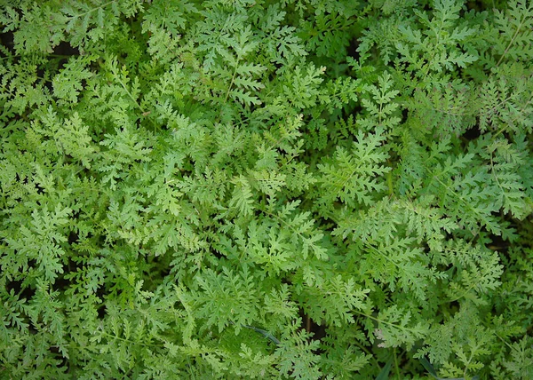 Zelené Přírodní Pozadí Sazenic Phacelia Používané Jako Zelené Hnojivo — Stock fotografie