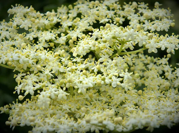 Λευκά Λουλούδια Ταξιανθία Αναπτύσσονται Μαύρο Σαμπούκος Sambucus Nigra Ανθίζοντας Θάμνος — Φωτογραφία Αρχείου
