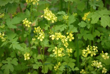 Sarı çiçekler ve hardal yaprakları Sinapis Aiba yazın bahçede 